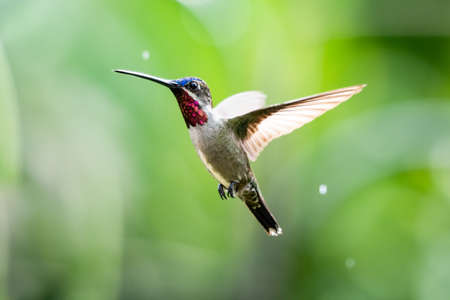 A Long-billed Starthroat hummingbird hovers in the air with rain drops falling. Natural lighting. Wildlife in nature. Brightly lit bird in flight.の写真素材