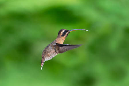 A juvenile Little Hermit hummingbird hovering in the air with a smooth green background. Wildlife in nature. Brightly lit bird in flight.の写真素材