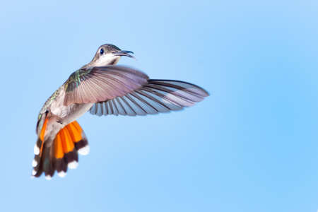 A female Ruby Topaz hummingbird hovering in the blue sky with her tail flared in a defensive position. Wildlife in nature. Bird in flight.の写真素材