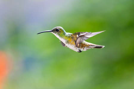 A White-chested Emerald hummingbird hovering in the air with a smooth green background. Wildlife in nature. Bird in flight.の写真素材