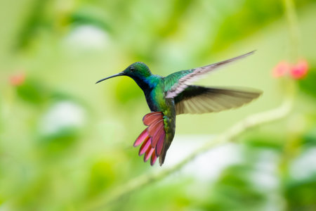 A Black-throated Mango hummingbird hovering in the air with his tail flared and a green background. Wildlife in nature. Bird in wild.の写真素材