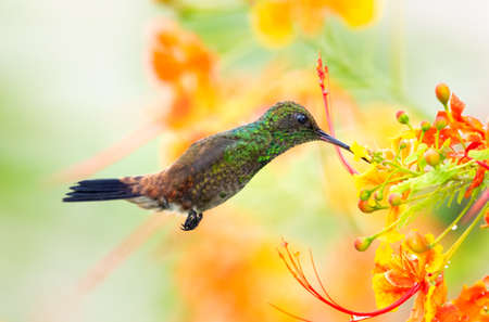A Copper-rumped hummingbird feeding on orange Pride of Barbados flowers with a colorful blurred background. Wildlife in nature. Birds with colorful background.の写真素材