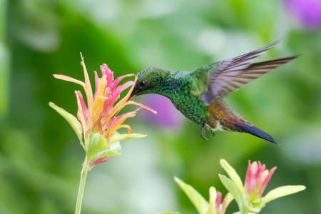 A Copper-rumped hummingbird feeding on a pink Shrimp Plant in a garden. Hummingbird and flowers. Wildlife in nature. Bird in flight.の写真素材