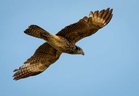 A Yellow-headed Caracara soaring in the blue sky. Bird in flight. Wildlife in nature. Raptor hunting...