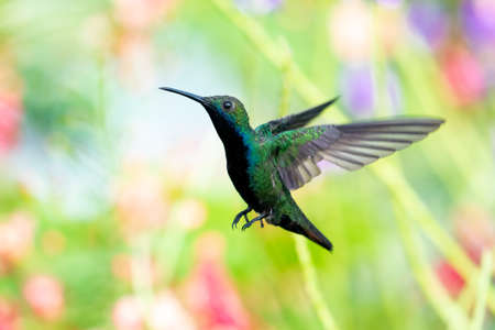 A Black-throated Mango hummingbird hovering in the air with foliage blurred in the background. Hummingbird in flight. Wildlife in nature. Bird in a garden.の写真素材