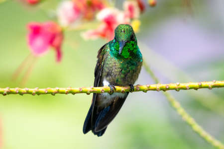 A juvenile Copper-rumped hummingbird perching in a Pride of Barbados tree with pink flowers. Birds in a garden. Wildlife in nature. Hummingbird with colorful background.の写真素材