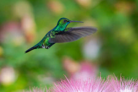 A male Blue-chinned Sapphire hummingbird hovers above pink flowers in the Calliandra tree (Powderpuff). Hummingbirds and flowers. Wildlife in nature. Bird in a tree.の写真素材