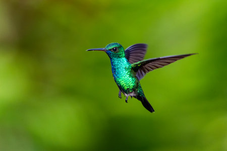 A Blue-chinned Sapphire (Chlorestes notata) hovering in the air with a smooth green background. Wildlife in nature. Bird in flight. Glittering bird.の写真素材
