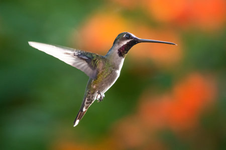 A Long-billed Starthroat (Heliomaster longirostris) hummingbird hovering with orange flowers blurred in the background. Bird in flight. Wildlife in nature. Small colorful bird.の写真素材