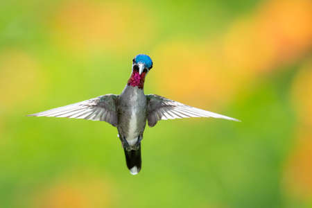 A Long-billed Starthroat hummingbird hovering facing the camera with a brightly blurred background. Wildlife in nature. Bird in flight. Bright colorful bird.の写真素材
