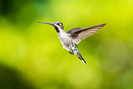 A Long-billed Starthroat hummingbird hovering with a blurred yellow background. Wildlife in nature. Bird in flight. Bright colorful bird.の写真素材