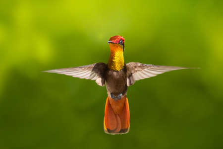 A Ruby Topaz hummingbird hovering and facing the camera with a blurred green background. Wildlife in nature. Bird in flight. Bright colorful bird.の写真素材