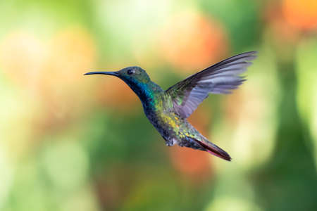 A Black-throated Mango hummingbird hovering in the air with a blurred background. Wildlife in nature. Bird in flight. Bright colorful bird.の写真素材