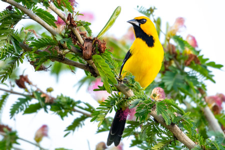 A Yellow Oriole (Icterus nigrogularis) perching in a Calliandra tree (Powderpuff tree). Bird in garden. Yellow bird. Wildlife in nature.の写真素材