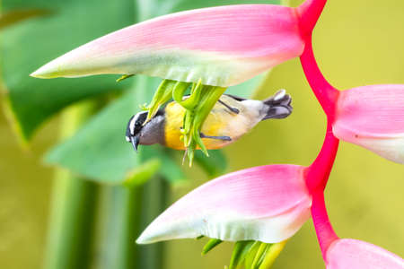 A Bananaquit (Coereba flaveola) feeding on the flamingo pink Heliconia flower. Bird in garden. Yellow bird. Wildlife in nature.の写真素材
