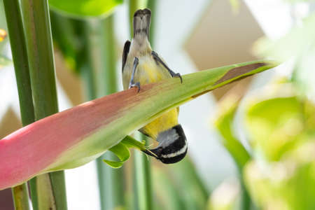 A Bananaquit (Coereba flaveola) feeding on a flamingo pink heliconia flower. Bird in garden. Bird and flowers. Wildlife in nature.の写真素材