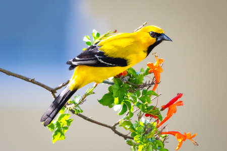 A Yellow Oriole (Icterus nigrogularis) perching in a Honeysuckle plant with orange flowers. Bird and flowers. Yellow bird. Wildlife in nature.の写真素材