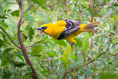 A Yellow Oriole (Icterus nigrogularis) perching on a branch with a blurred background. Bird in...