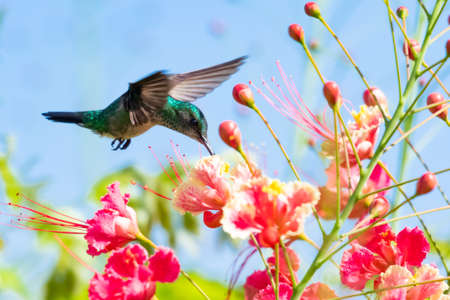 A female Blue-chinned Sapphire (Chlorestes notata) hummingbird feeding on Pride of Barbados flowers. Bird and flowers. Wildlife in nature. Colorful flowers. Hummingbird hoveringの写真素材