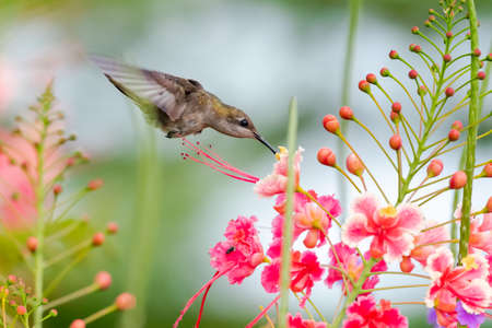 A female Ruby Topaz (Chrysolampis mosquitus) hummingbird feeding on the Pride of Barbados flowers. Bird and flowers. Wildlife in nature. Colorful flowers. Hummingbird hoveringの写真素材