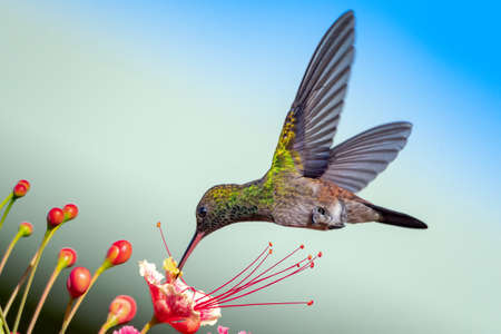 A Copper-rumped (Amazilia tobaci) hummingbird feeding on the Pride of Barbados flowers. Bird and flowers Bird and flowers. Wildlife in nature. Colorful flowers. Hummingbird hoveringの写真素材
