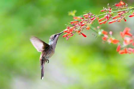 A female Ruby Topaz hummingbird (Chrysolampis mosquitus) feeding on red Antigua Heath flowers.	Tropical bird. Bird in flight. Wildlife.の写真素材