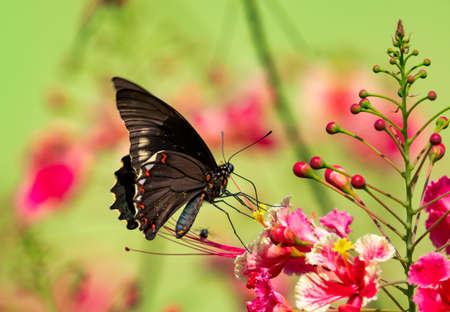 A Golden Rimmed Swallowtail butterfly feeding on the Pride of Barbados flower. Butterfly and...