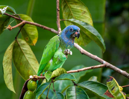 A Blue-headed Parrot ( pionus menstruus) feeding on tropical fruit in the rainforest.の写真素材