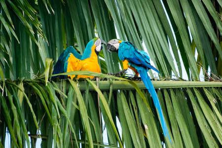 Blue and Yellow Macaws (ara ararauna) interacting with one another. Blue and Yellow Macaws perching...