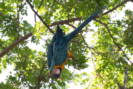 A Blue and Yellow Macaw (Ara ararauna) feeding on a flower in a tree.  Tropical bird in wild.  Caribbean nature.の写真素材
