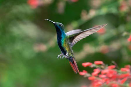 A Black-throated Mango hummingbird (Anthracothorax nigricollis) hovering in the air. with a green background. wildlife in nature. Bird in wild. Tropical bird in garden.の写真素材