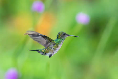 A White-chested Emerald (Amazilia brevirostris) hummingbird hovering in the air with a palm leaf blurred in the background.の写真素材