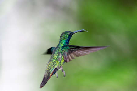 A Black-throated Mango hummingbird (Anthracothorax nigricollis) flying away from camera with a blurred background. Bird in flight. Tropical bird.の写真素材