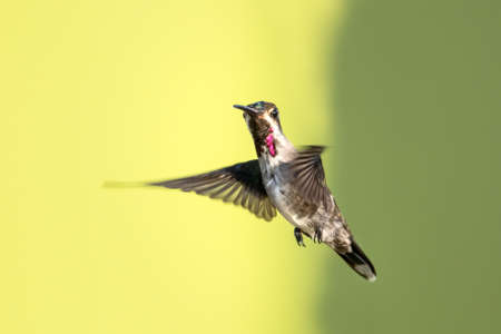 A Long-billed Starthroat hummingbird hovering with a solid colored background. Isolated hummingbird. bird in flight.の写真素材