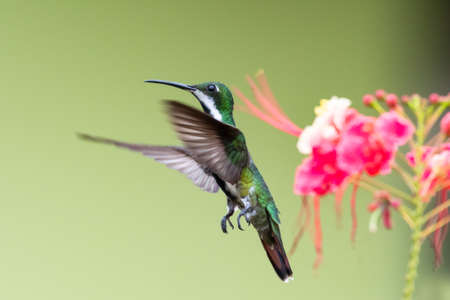 A female Black-throated Mango hummingbird (Anthracothorax nigricollis) hovering with tropical flowers blurred in the background. Isolated hummingbird. Bird in flight.の写真素材