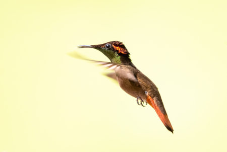 A Ruby Topaz hummingbird (Chrysolampis mosquitus) hovering with a solid colored background. Isolated...