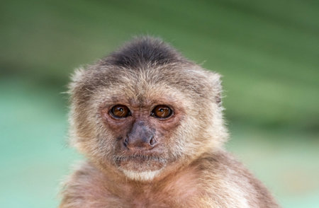 A head shot of a Wedge-capped Capuchin (Cebus olivaceus), or Weeper Capuchin with a blurred background and natural lighting.の写真素材