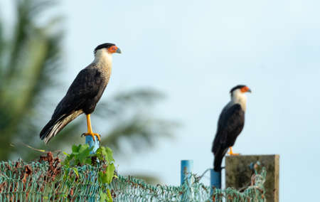 Two Crested Caracaras (Caracara plancus) perching on a chain link fence with blue sky. A raptor perching on a post.の写真素材