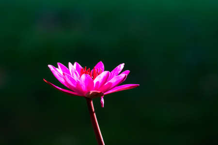 An isolated beautiful pink tropical flower with a solid dark green background and natural sunlight.