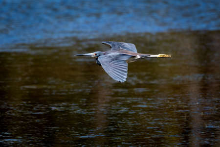 A LIttle Blue Heron (Egretta caerulea) soaring above water with natural sunlight. Bird in flight.の写真素材