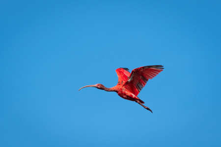 Juvenile Scarlet Ibis, Eudocimus ruber, national bird of Trinidad flying in the blue sky.の写真素材