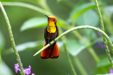 Male Ruby Topaz hummingbird, Chrysolampis mosquitus, perching in a Vervain plant in a tropical garden with lush foliage blurred in the background.の写真素材
