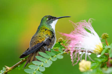 White-chested Emerald hummingbird, Amazilia brevirostris, perching and preening in a tropical garden with pink flowers.の写真素材