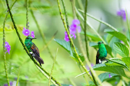 Two glittering green Copper-rumped hummingbirds, Amazilia tobaci, perching in a Vervain plant in a backyard garden with purple flowers.の写真素材