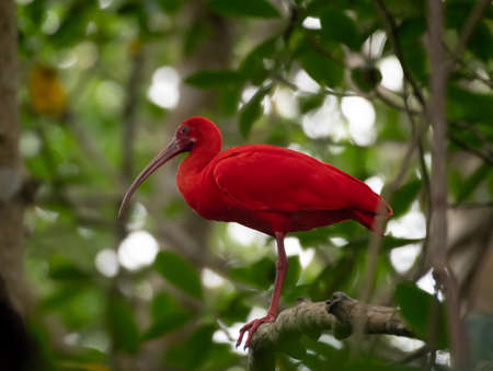 Scarlet Ibis, Eudocimus ruber, perching in the mangrove forest on the Caribbean island of Trinidad.の写真素材