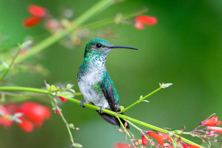 Peaceful scene of a small female Blue-chinned Sapphire hummingbird (Chlorestes notata) perching in an Antigua Heath shrub with red flowers.の写真素材
