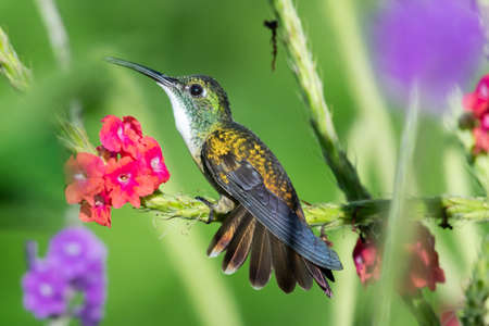 White-chested Emerald hummingbird, Amazilia brevirostris, perching and preening in a tropical garden with pink flowers.の写真素材