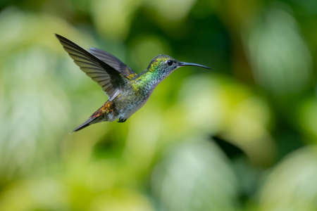 White-chested Emerald hummingbird, Amazilia brevirostris, hovering in a garden with green plants blurred in the background.の写真素材