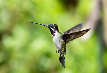 Brightly lit Long-billed Starthroat hummingbird, Heliomaster longirostris, hovering in a unique position with a blurred green garden.の写真素材