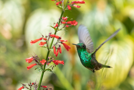 Green glittering Copper-rumped hummingbird feeding on Red Antigua Heath flowers in a tropical garden in bright sunlight.の写真素材